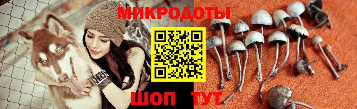 Галлюциногенные грибы Cubensis Новозыбков